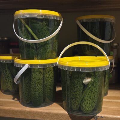 24 tunni soolakurgid